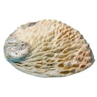 鲍鱼壳工艺装饰品